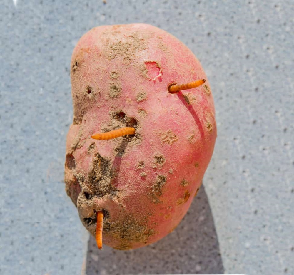 Как избавиться от червей в картошке