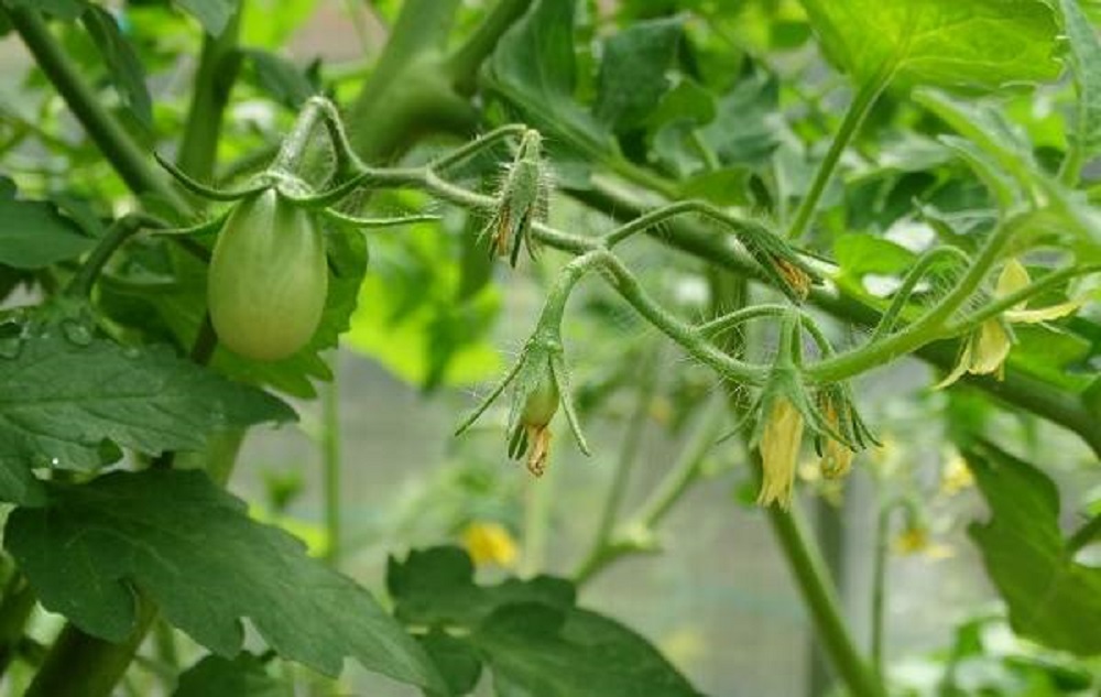 Как опылять помидоры и огурцы в домашних условиях самостоятельно?