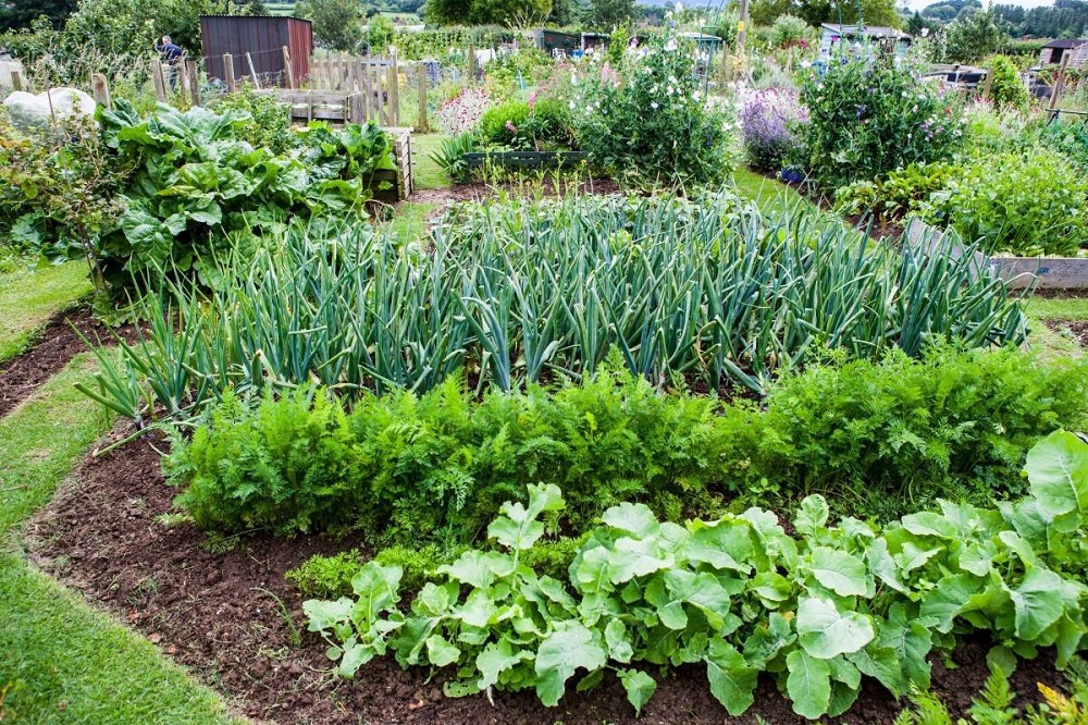 Как сделать смешанные посевы в теплице и что посадить вокруг неё?