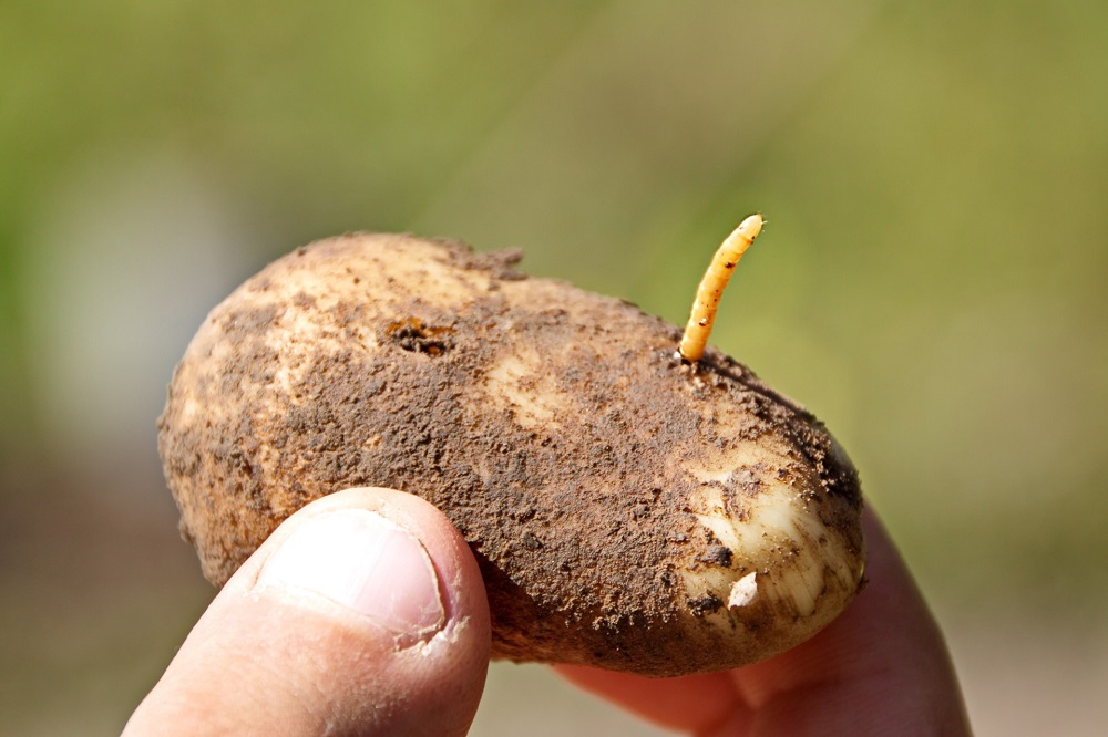Проволочник: картофельный вредитель и способы борьбы с ним