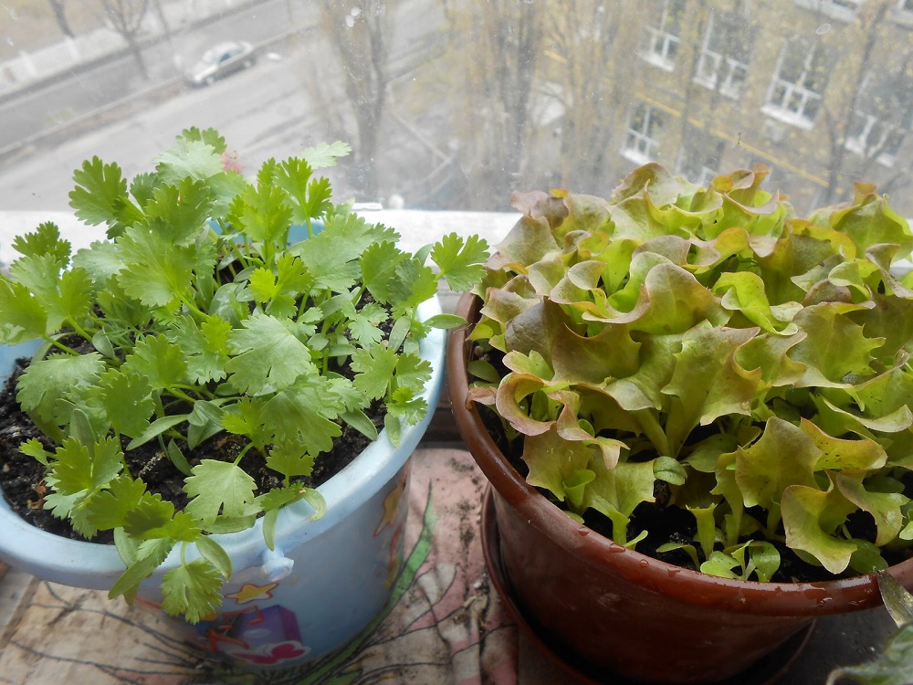 Какие овощи и зелень можно вырастить дома на подоконнике?
