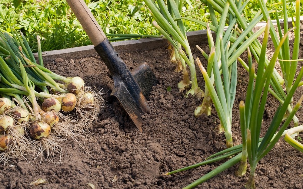Когда убирать лук: рекомендации по сбору урожая и его хранению