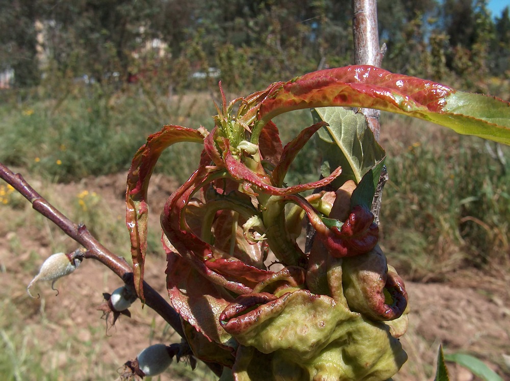 Курчавость листьев персика: особенности фитопатологии и ее лечение