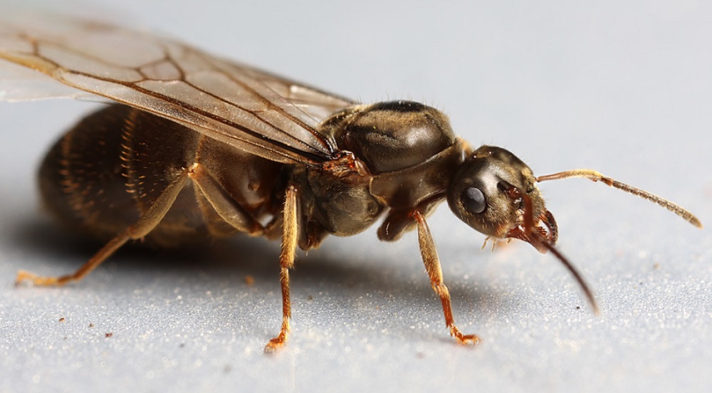Летучие муравьи: кто они, и как от них избавиться?
