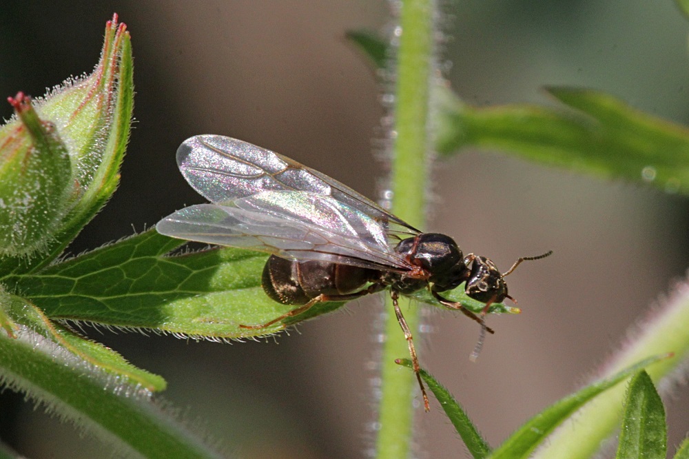 Летучие муравьи: кто они, и как от них избавиться?