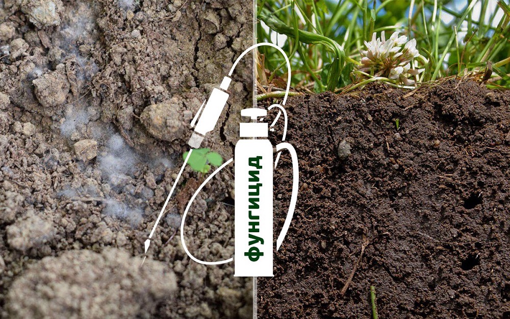 Методы улучшения почвы на огороде