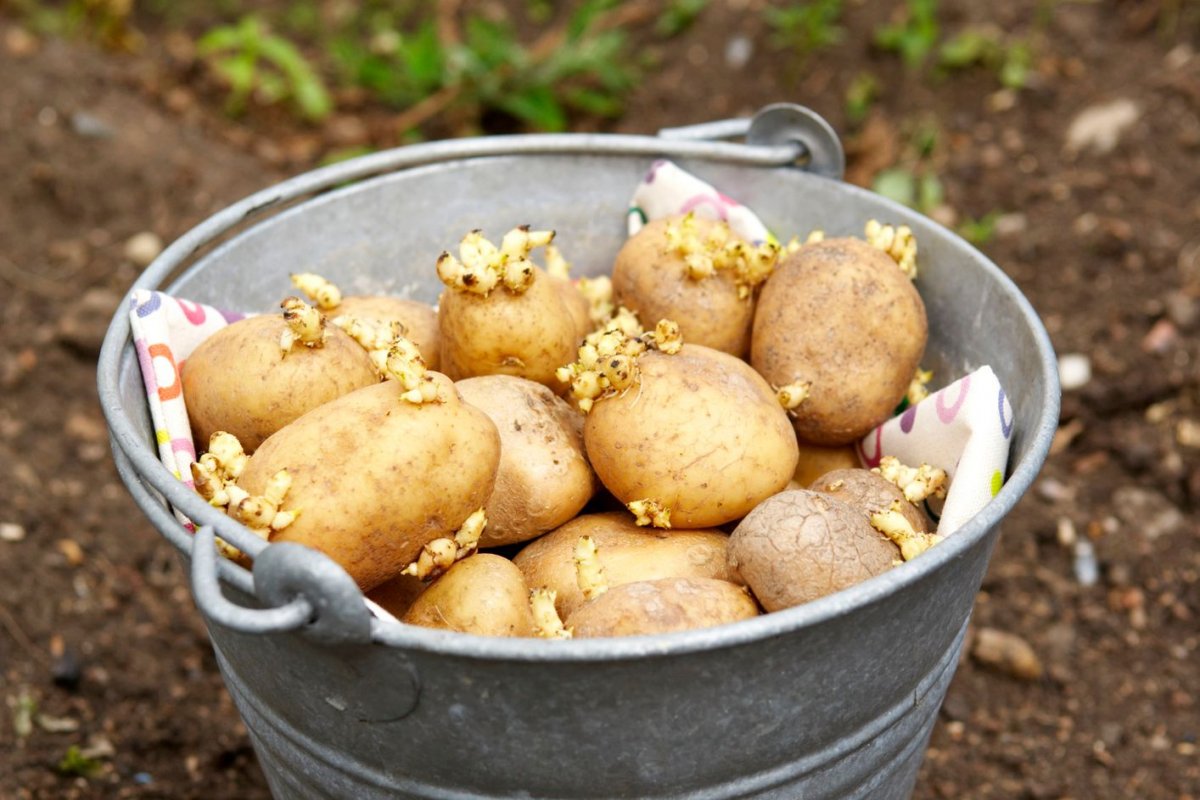 Обработка картофеля перед посадкой: для чего необходима и как выполнять правильно