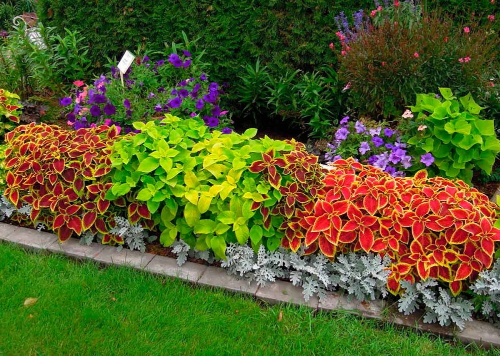 Очаровательное украшение сада – декоративнолистные растения