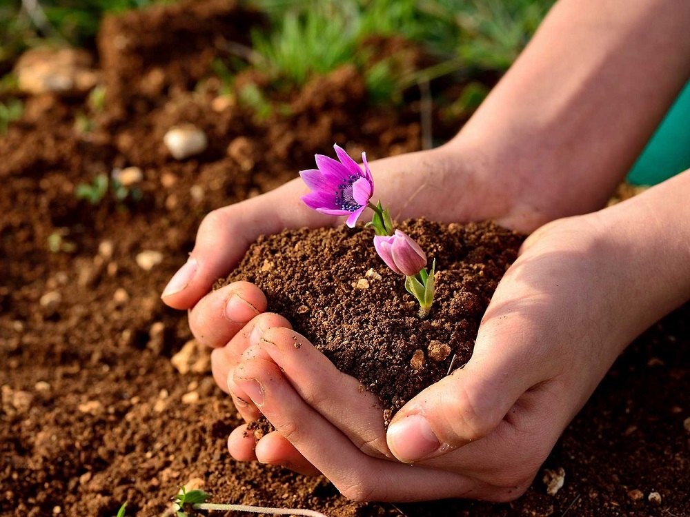 Плодородие почвы: что это такое, и как его сохранить?