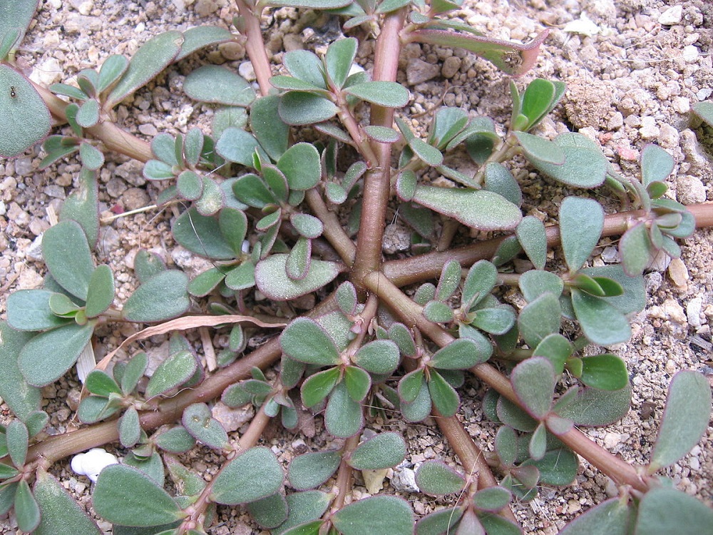 Портулак – распространенный сорняк: особенности растения и виды борьбы с ним