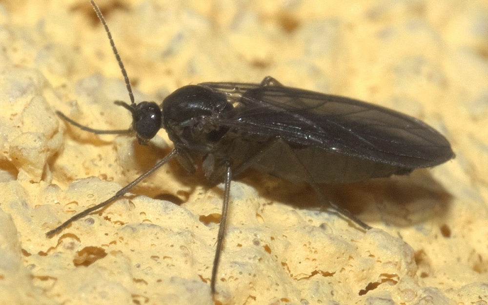 Почвенные насекомые: как избавиться от мошек в земле?