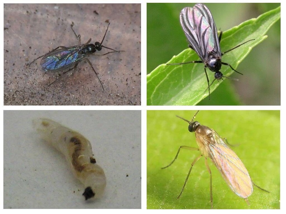 Почвенные насекомые: как избавиться от мошек в земле?