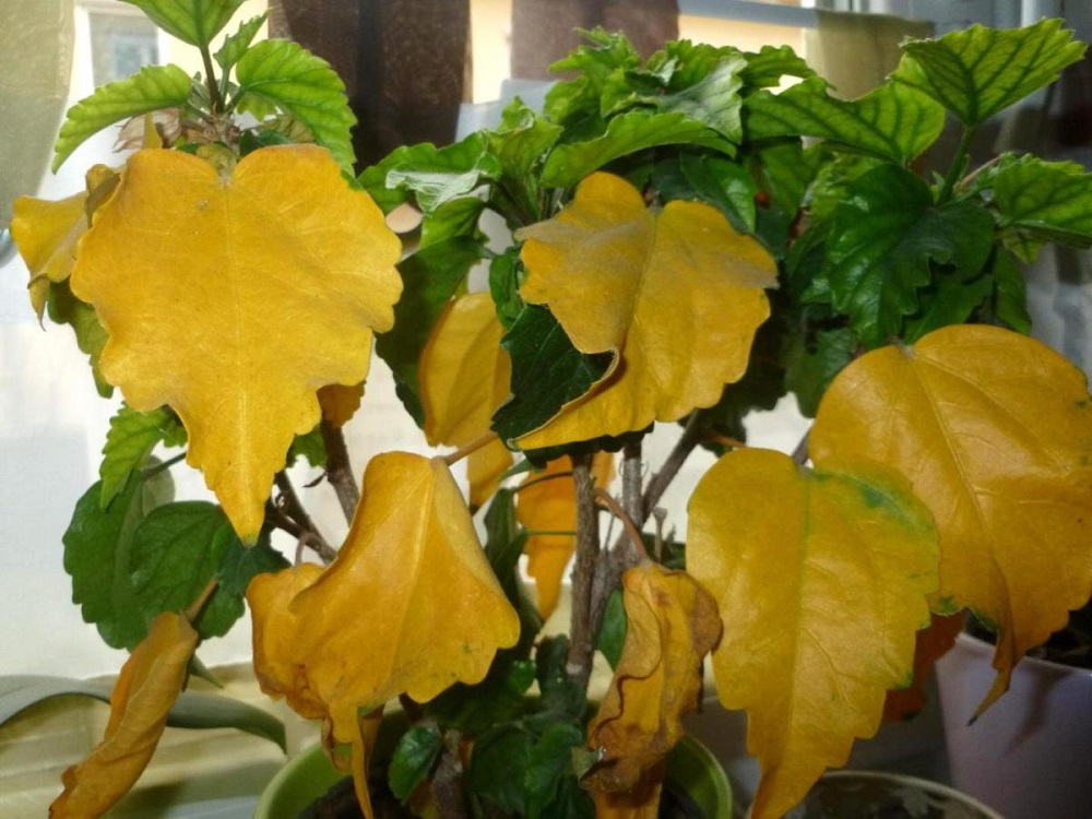 Почему желтеют листья у комнатных растений и как этого избежать