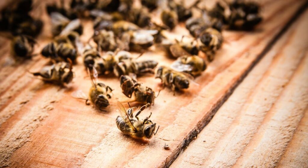 Почему пчелы вымирают, и как это отразится на развитии растений