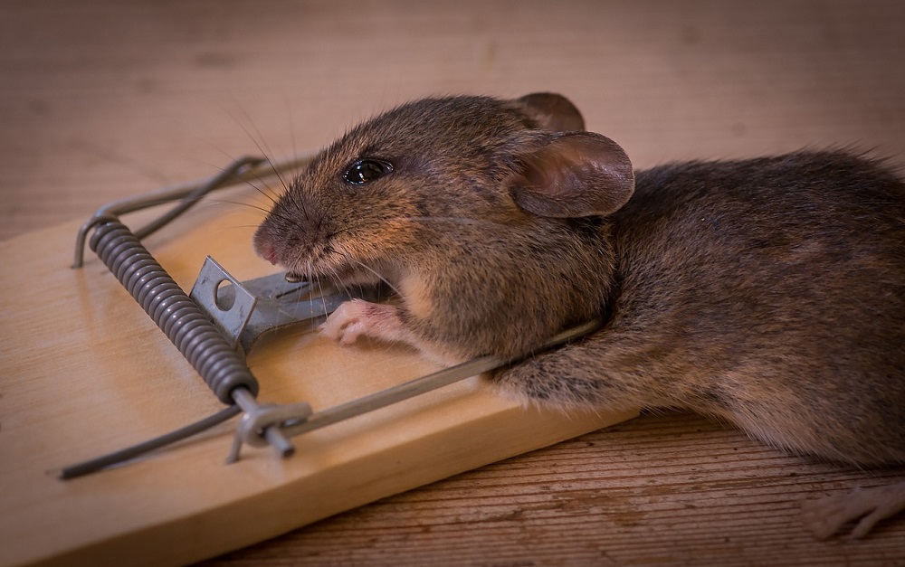 Появились мыши? Безопасные и быстрые способы избавиться от грызунов в квартире и частном доме