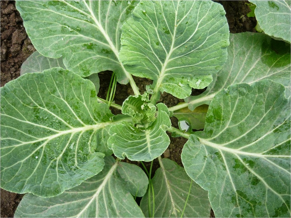 Правильный уход за капустой: нужно ли обрывать нижние листья у этого овоща?