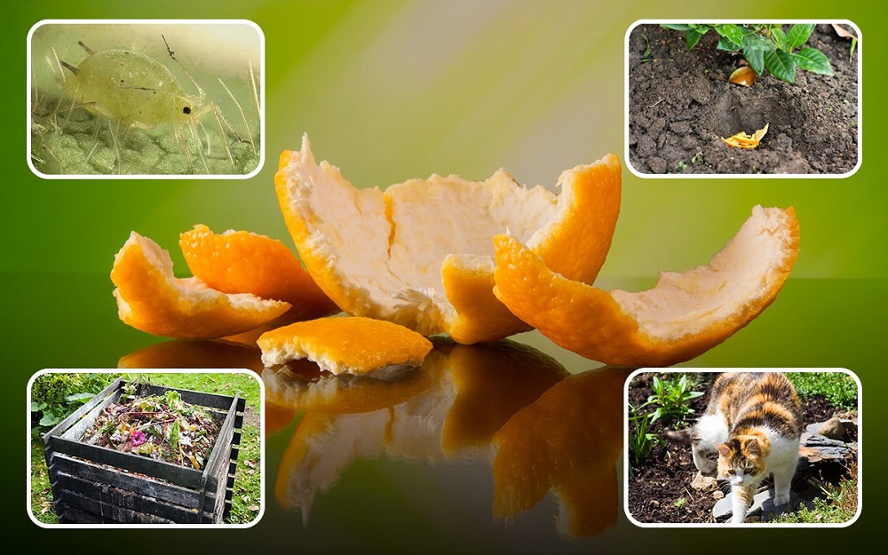 Применение апельсиновых корок на даче: какая от них польза и рекомендации по их использованию огородникам