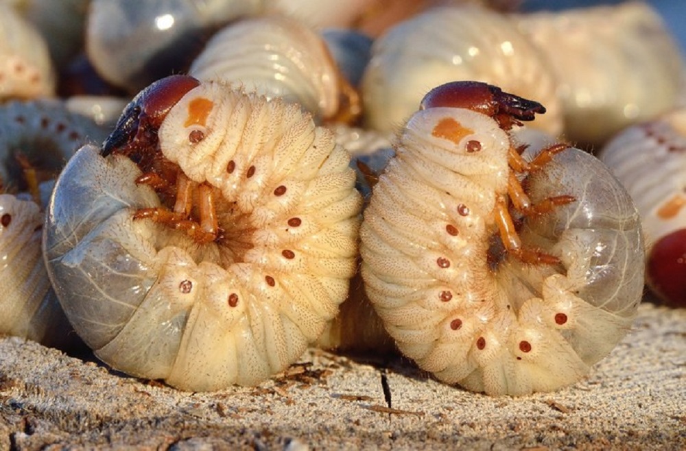 Развитие майского жука, вред насекомого и как избавиться от вредителя?