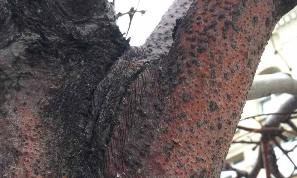 Рак дерева – как вылечить пораженное растение