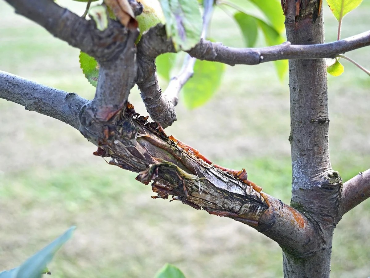 Рак дерева – как вылечить пораженное растение