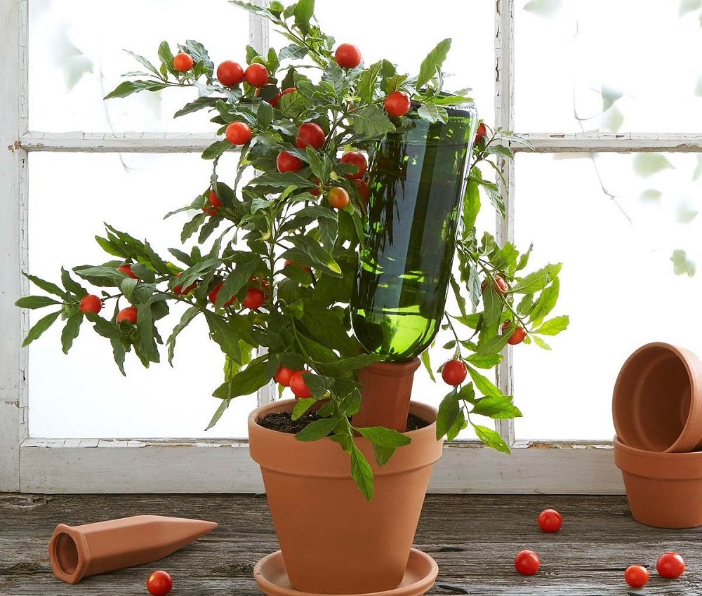 Секреты ухода: комнатные растения необходимо поливать для того, чтобы они были красивыми и здоровыми
