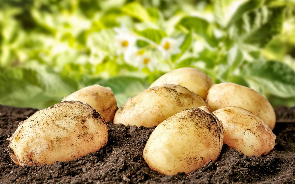 Семена картофеля: как правильно выбрать и сохранить