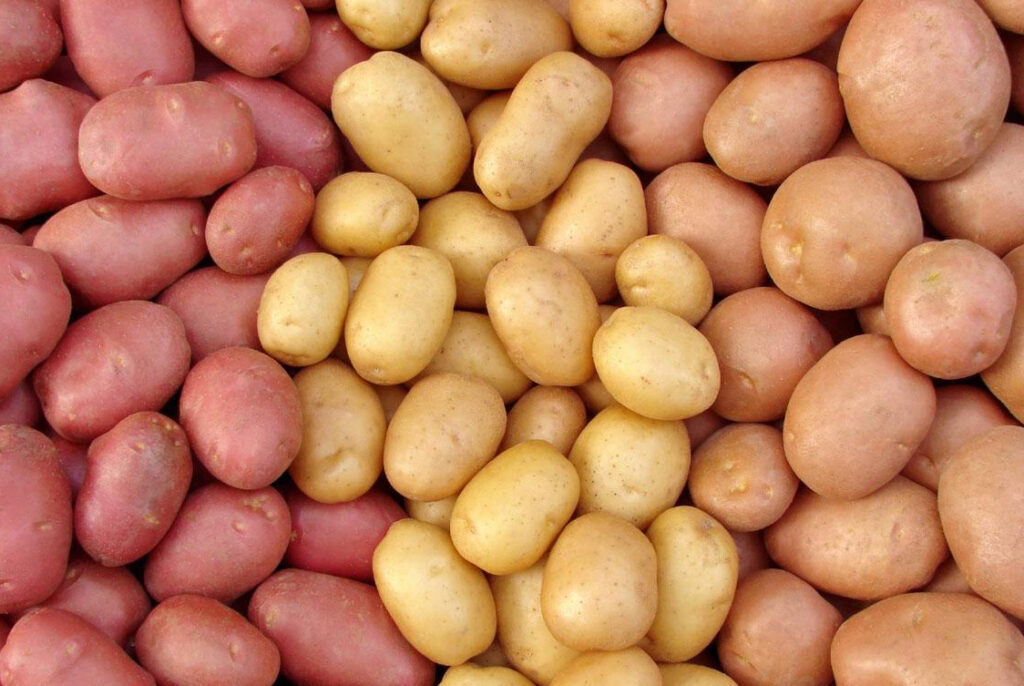 Семенной картофель: особенности выбора и высадки