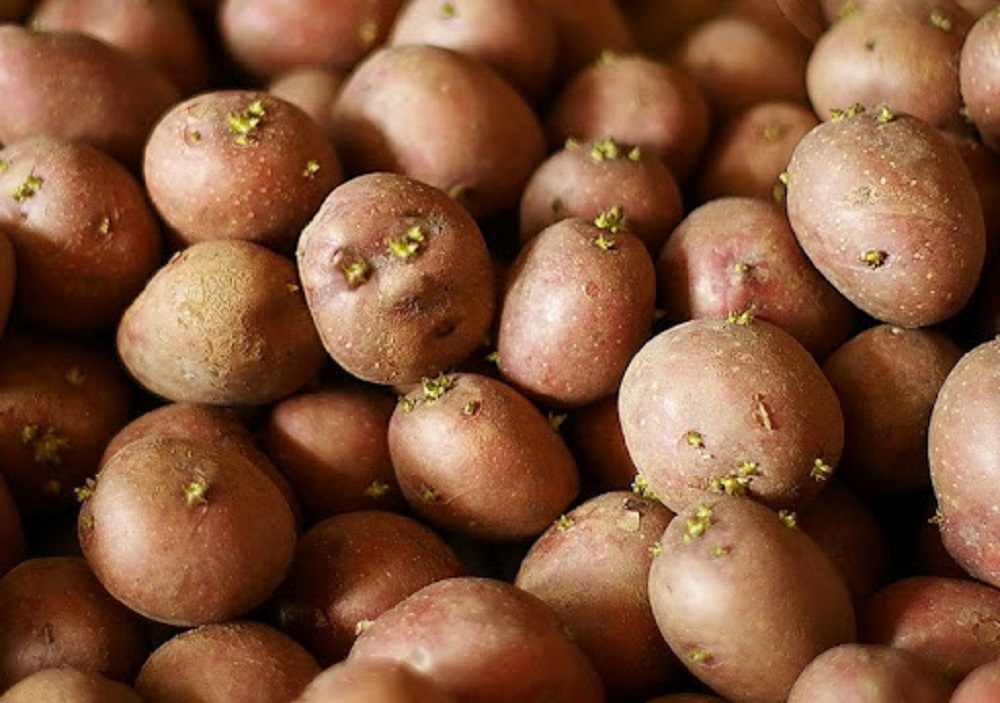 Семенной картофель: особенности выбора и высадки