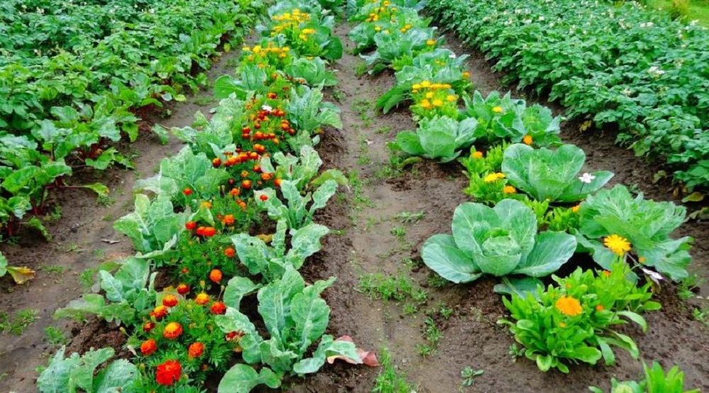 Совместные посадки овощей: какие культуры можно сеять рядом?