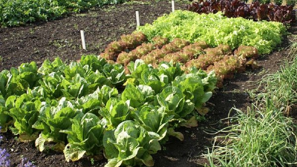 Совместные посадки овощей: какие культуры можно сеять рядом?