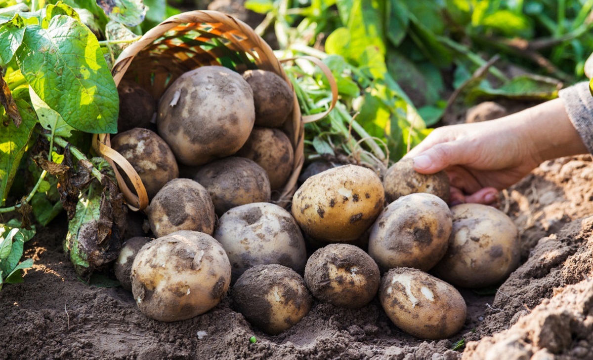 Чем обработать картофель от фитофторы: эффективные средства