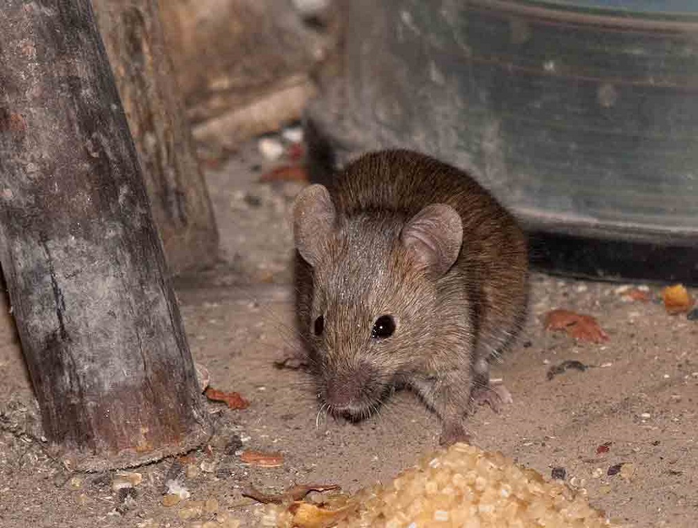 Чем опасны мыши и крысы для людей, скота и растений на даче, есть ли хоть какая-то польза от грызунов?