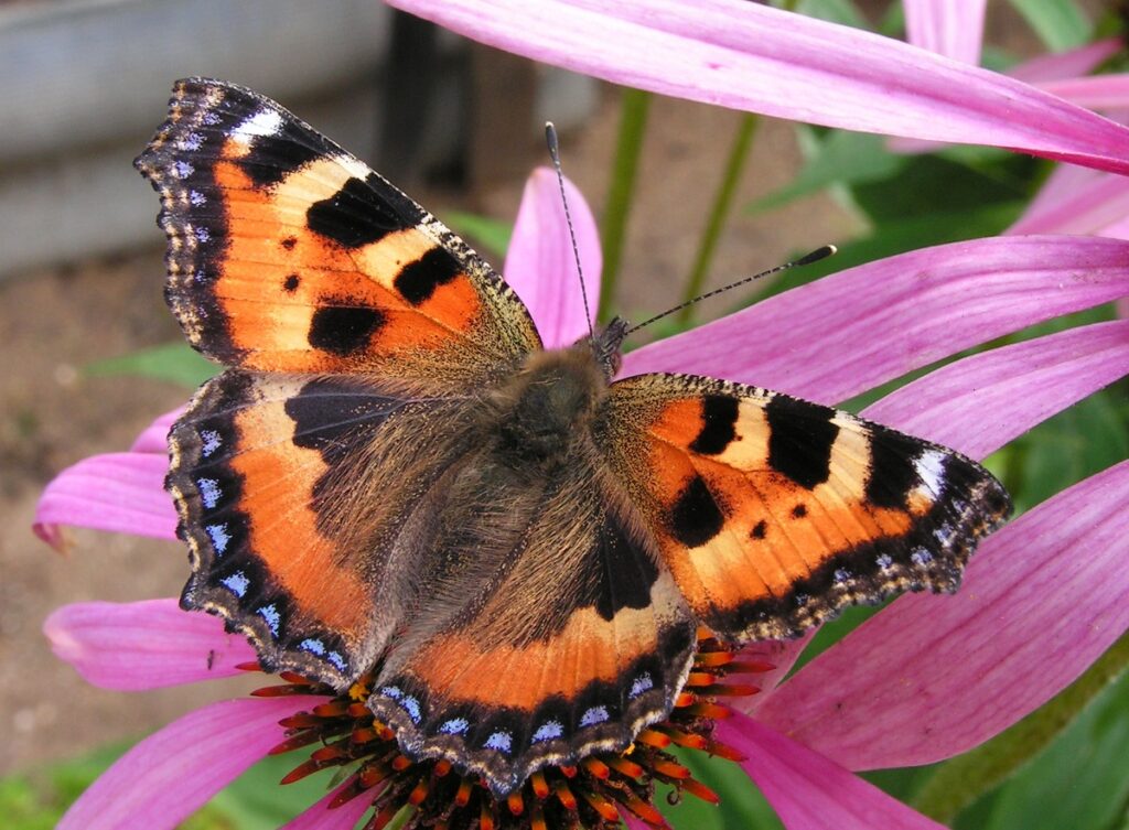 Что делают бабочки осенью: польза и вред от крылатых красавиц