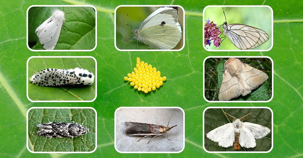 Что делают бабочки осенью: польза и вред от крылатых красавиц