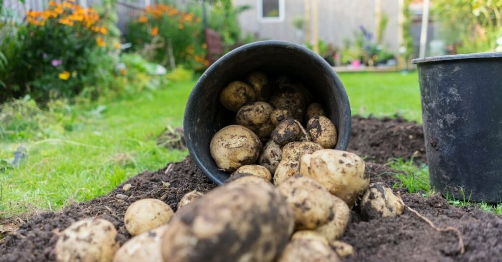 Что можно сажать после картофеля на обедненные почвы?