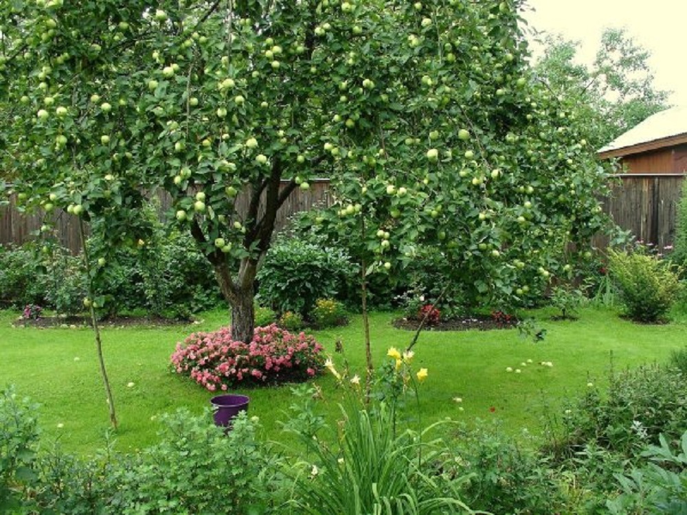 Что посадить под яблоней на даче – учимся рационально использовать каждый сантиметр участка