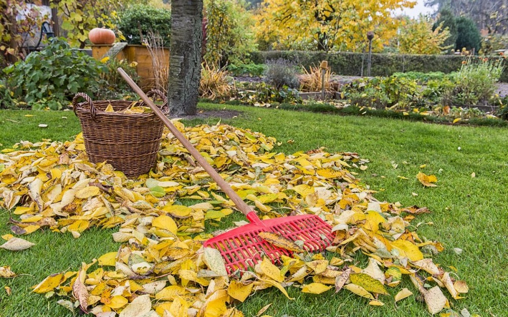 Что происходит с листьями осенью, нужно ли их убирать с участка