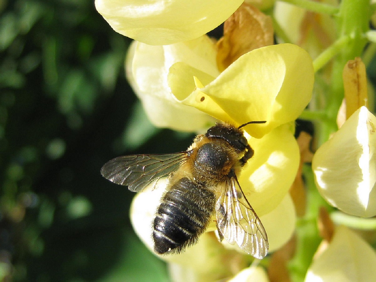 Что собирают насекомые опылители с цветков и какие растения являются насекомоопыляемыми