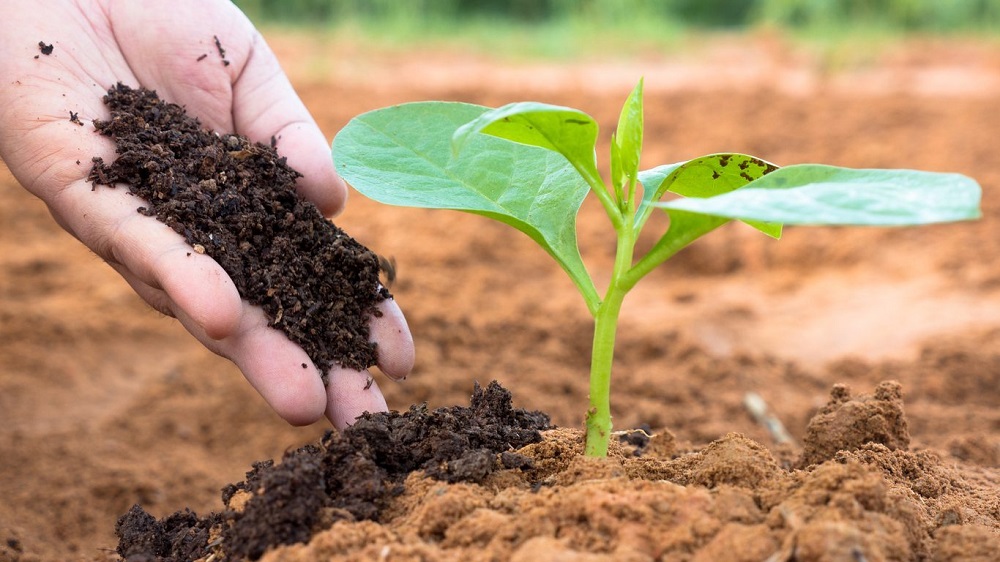 Что такое органические удобрения и их основные свойства, полезные для огорода