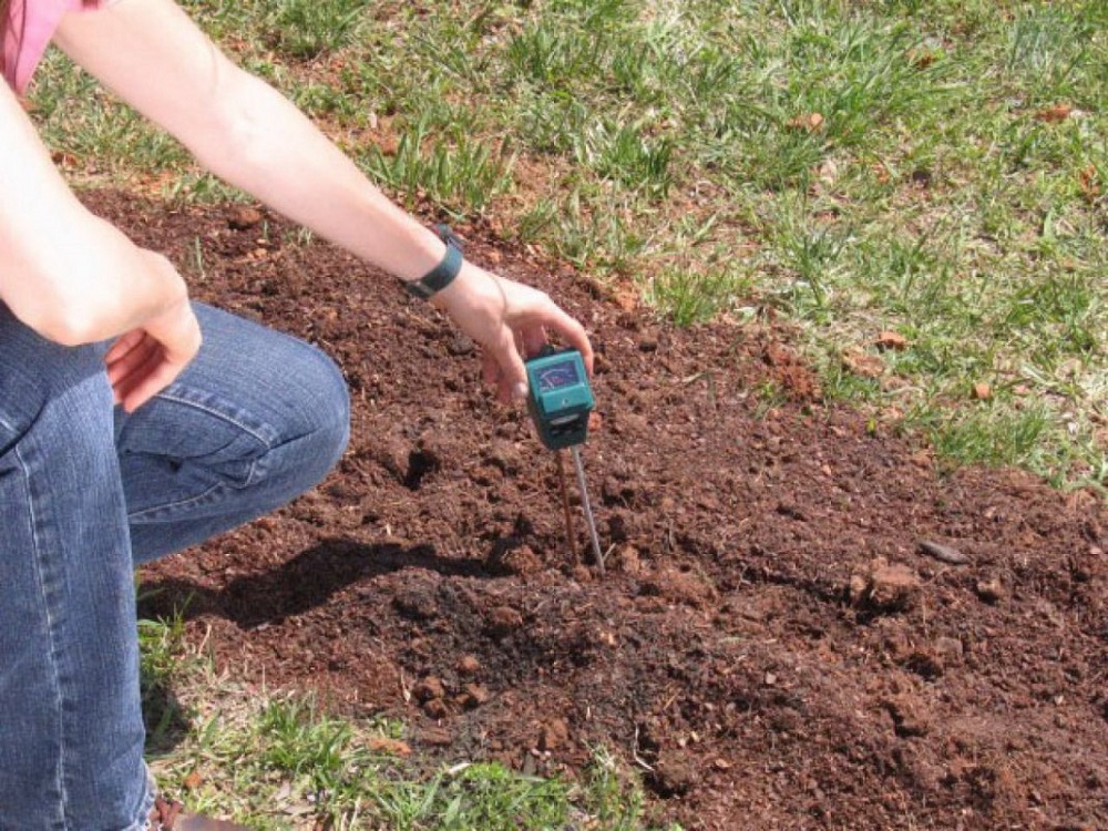 Что такое щелочность, кислотность почвы и как их проверить?