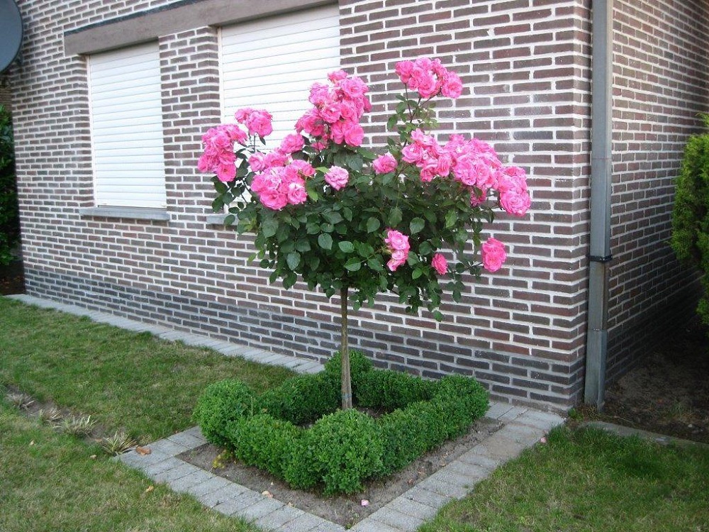 Штамбовая роза - посадка и уход, как вырастить красивое дерево с яркими цветами