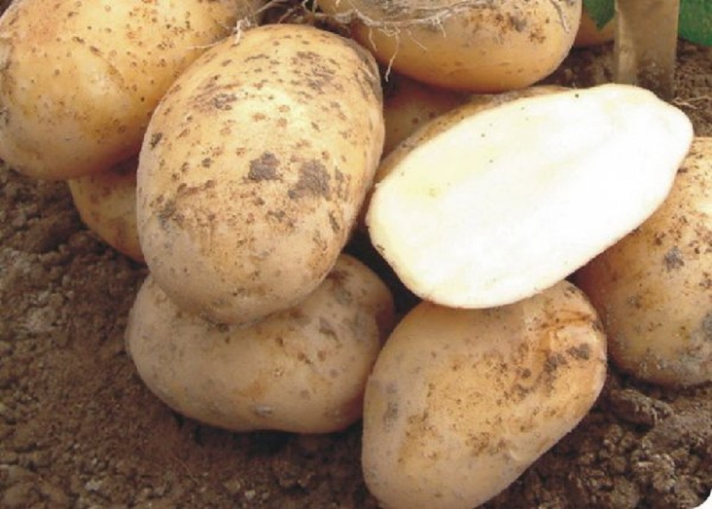 Картофель Боровичок и другие устойчивые к заболеваниям сорта | Ягодный сад,  или прикладное садоводство в советах, вопросах и ответах Какие сорта  картошки устойчивы к заболеваниям: перечень сортов