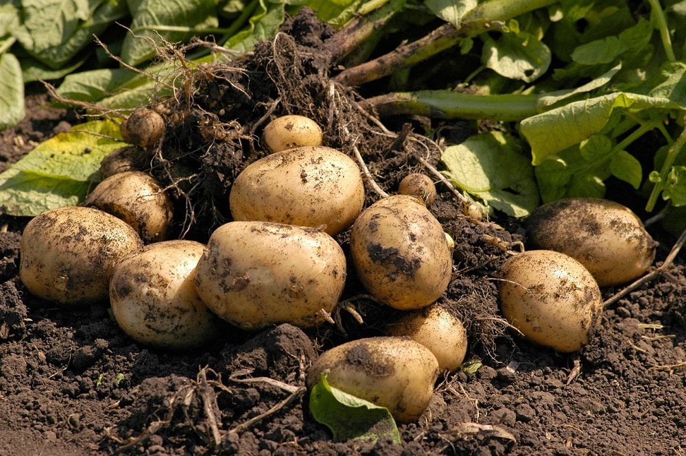 Несколько проверенных способов, позволяющих увеличить урожайность картофеля