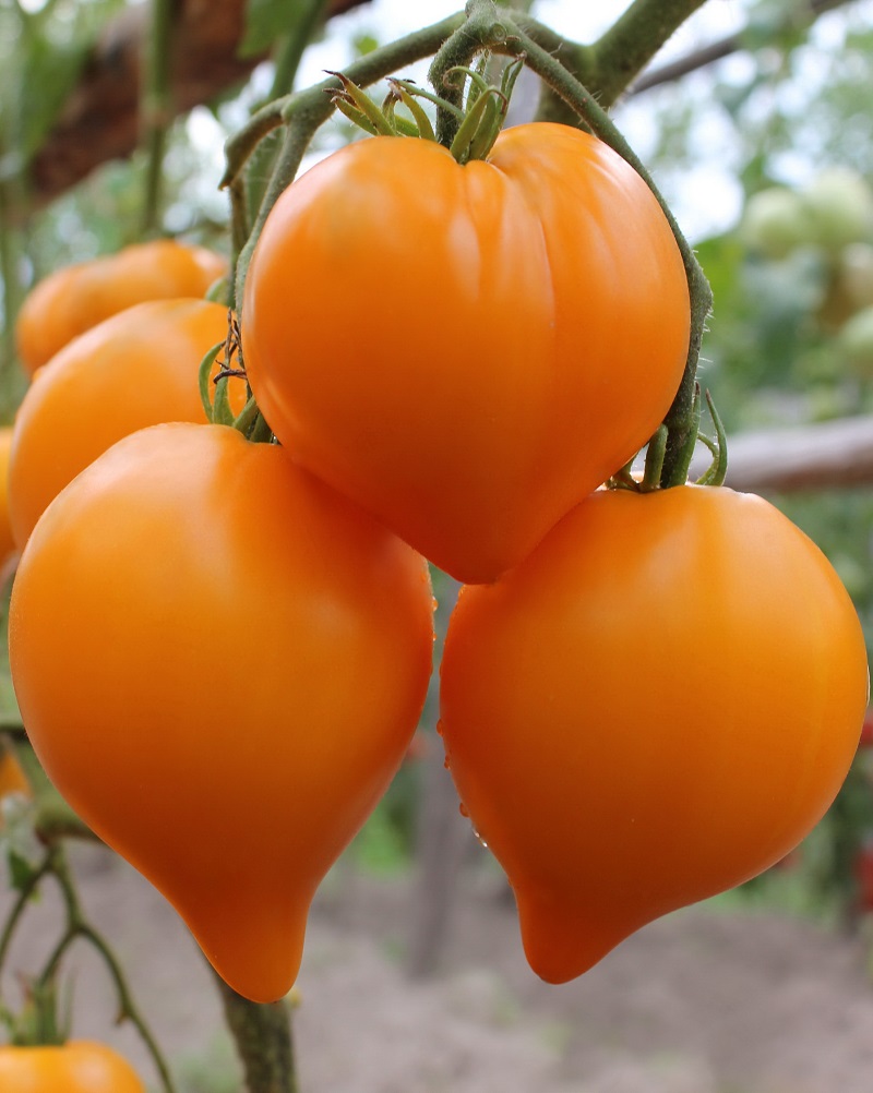 Томаты оранжевые и жёлтые: выбор лучших сортов для выращивания