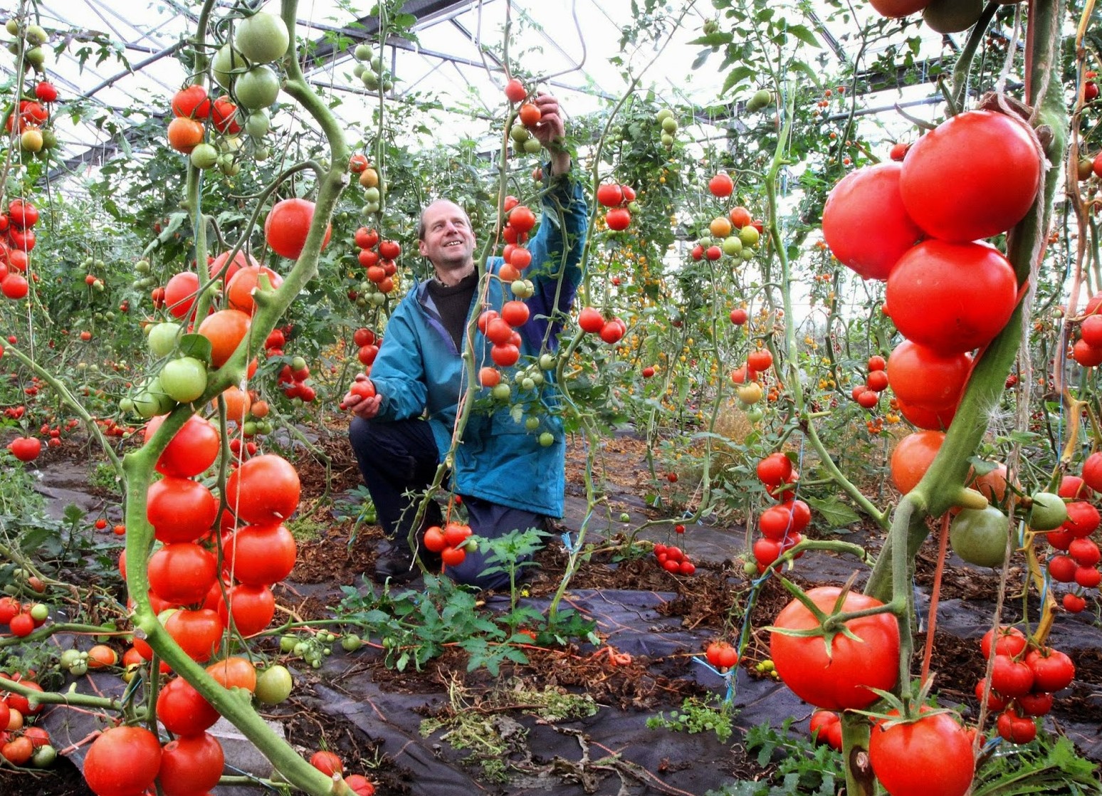 Как сделать, чтобы помидоры быстрее покраснели дома?