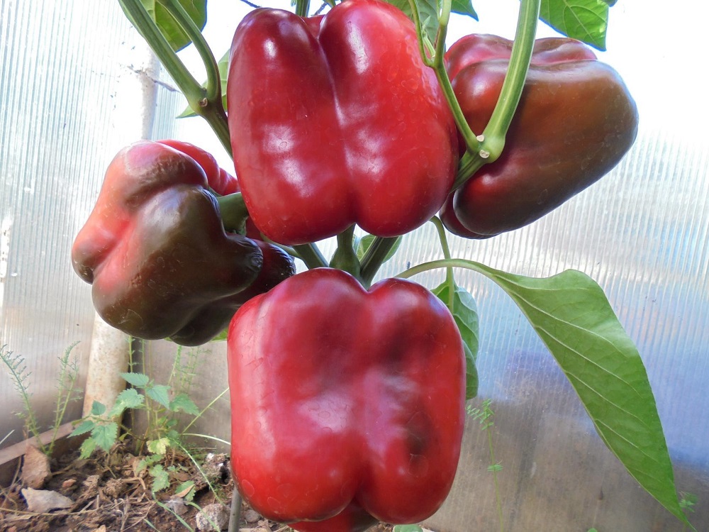 Выращивание болгарского перца в теплице от А до Я