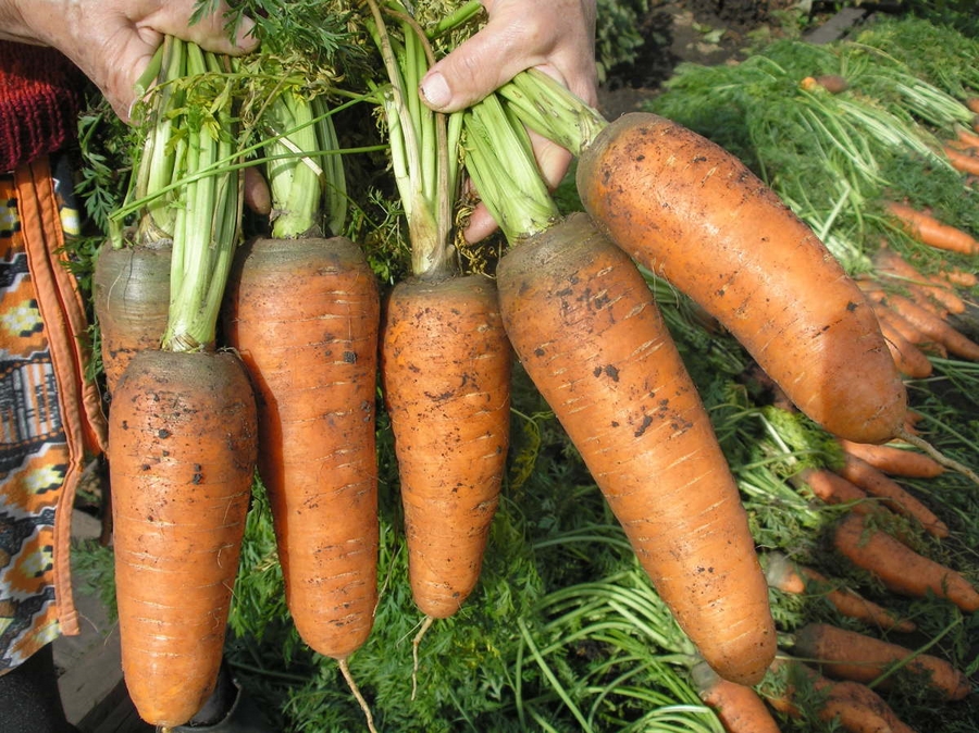 Выращивание овощей: как разрядить морковь?
