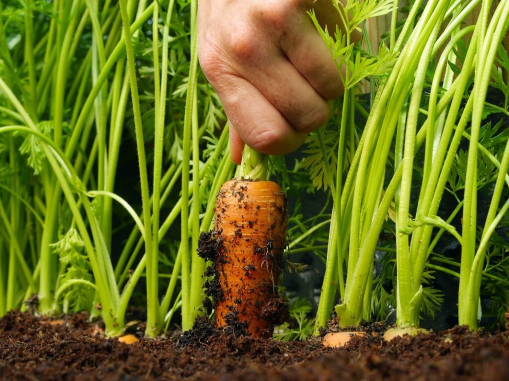 Как вырастить хороший урожай моркови из семян