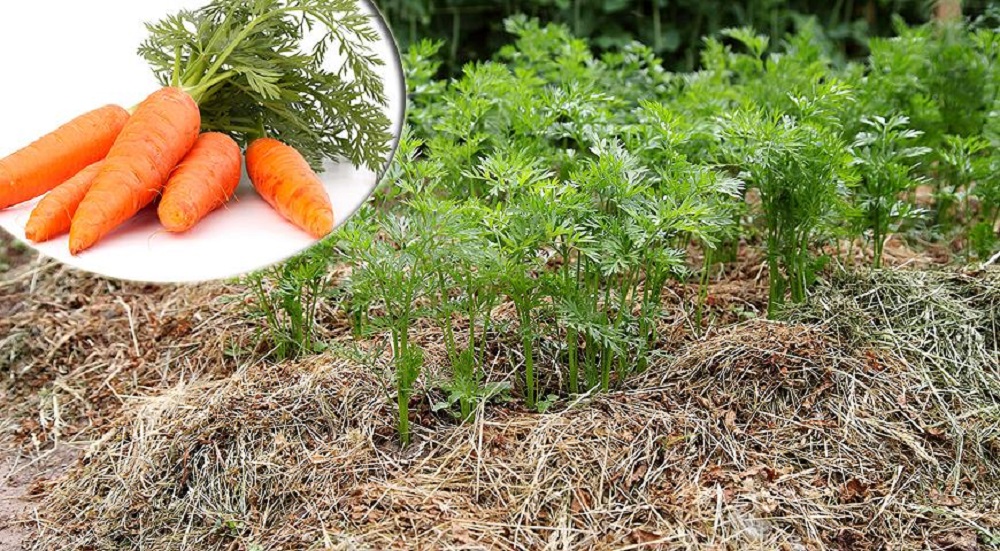 Как вырастить хороший урожай моркови из семян