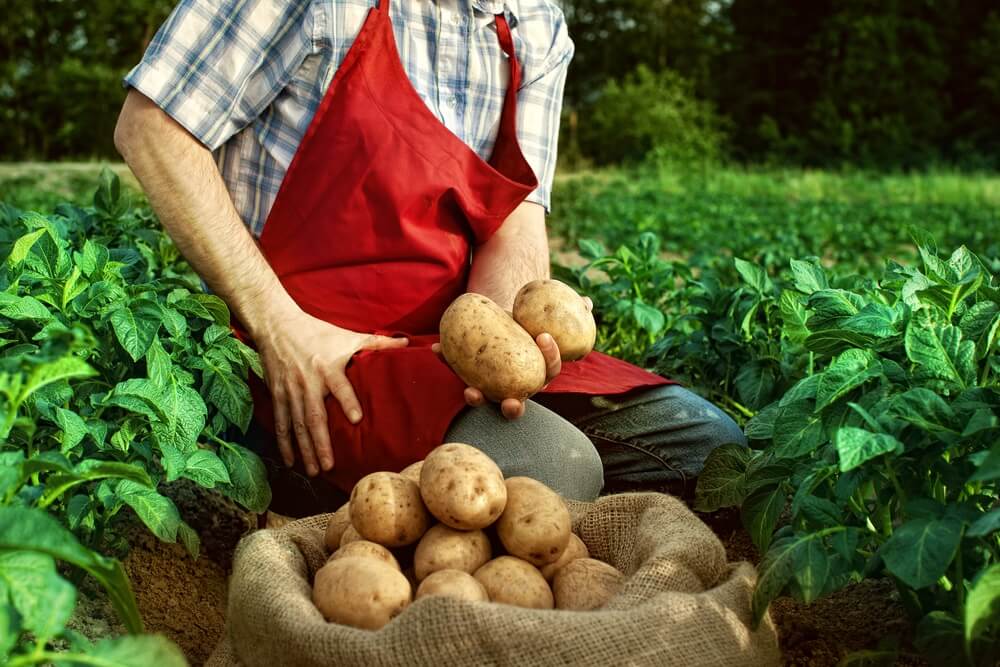 Как построить картофельный бизнес?